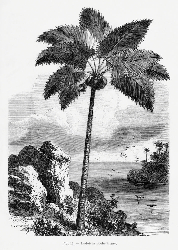Vintage Palm Tree Drawing I | Poster