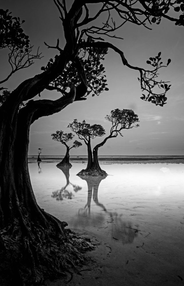 Moody Mangrove Landscape | Canvas