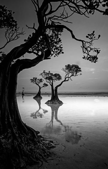 Moody Mangrove Landscape | Poster