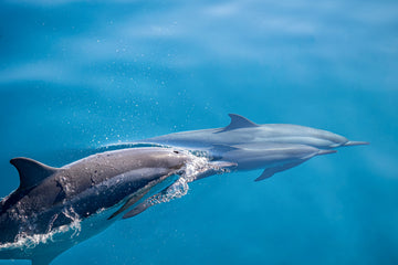 Dolphins In Motion | Canvas