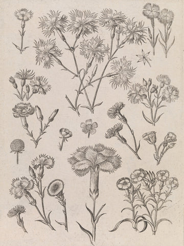 Daffodils | Poster