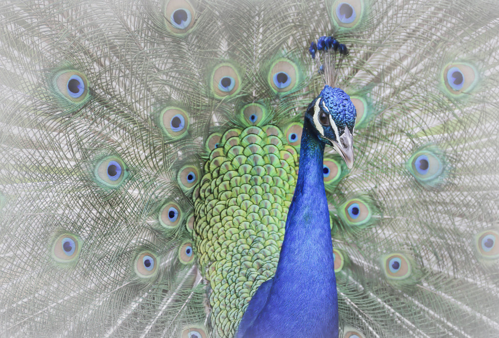 Majestic Peacock Display | Canvas