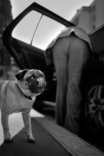 Pug's Funny Moment | Canvas