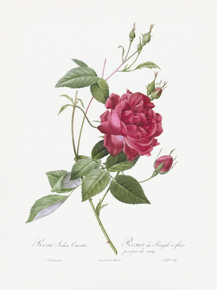 Blood Red Bengal Rose, Les Roses (1817–1824) | Poster