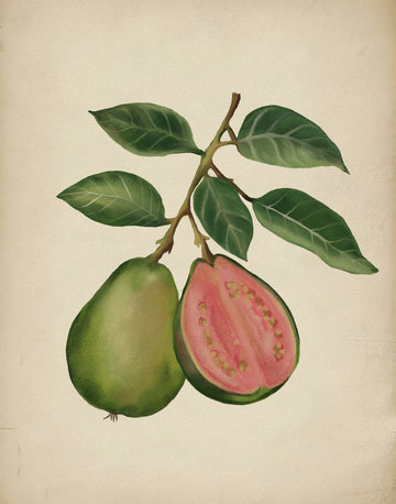 Fresh Guava Botanical | Canvas