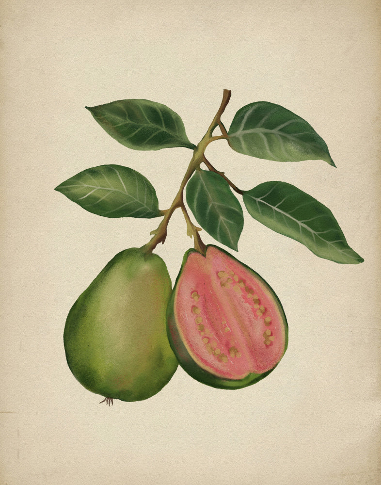 Fresh Guava Botanical | Poster