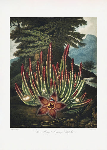 The Maggot–Bearing Stapelia from The Temple of Flora (1807) | Canvas