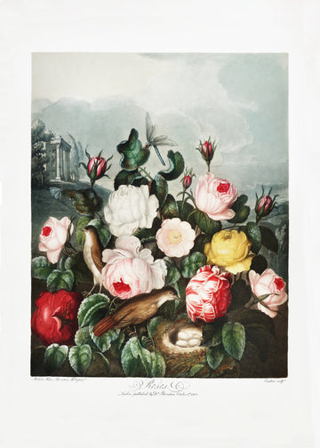 Roses from The Temple of Flora (1807) | Canvas