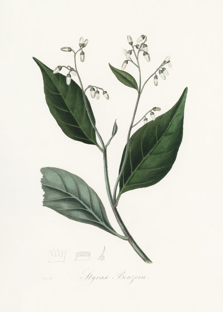 Gum Benjamin Tree (styrax Benzoin Medical Botany | Poster