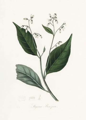Gum Benjamin Tree (styrax Benzoin Medical Botany | Poster
