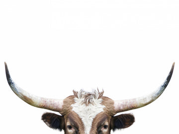 Peeking Longhorn Cow | Poster