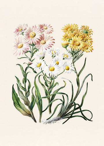 New Zealand Snow Groundsels Drawn By Featon (1848–1927) | Canvas