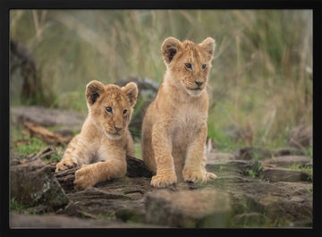 Two Adorable Lion Cubs | Poster - Black Metal Frame Interior