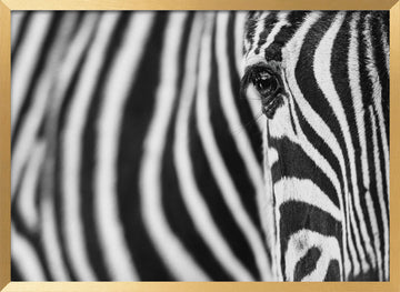 Zebra's Intense Eye | Poster - Gold Frame Interior