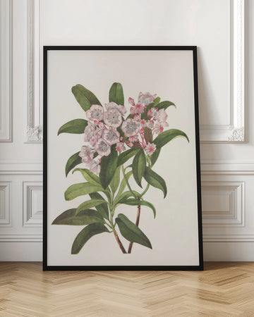Mountain Laurel From North American Wildflowers (1925) By Mary Vaux Walcott | Poster - Room Interior 1