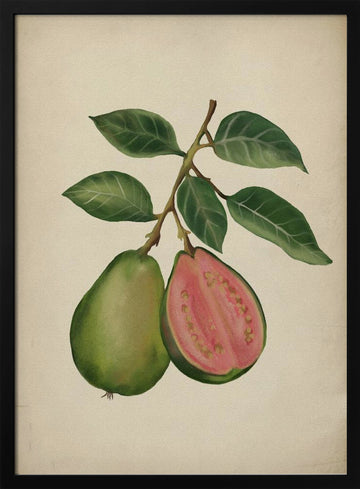 Fresh Guava Botanical | Poster - Black Metal Frame Interior