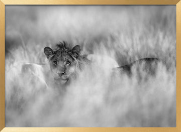 Hidden Lion Gaze | Poster - Gold Frame Interior