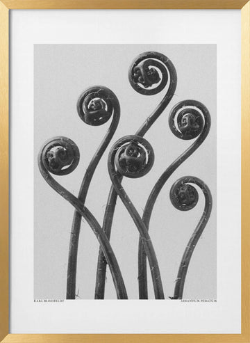 Adiantum pedatum | Poster - Gold Frame Interior