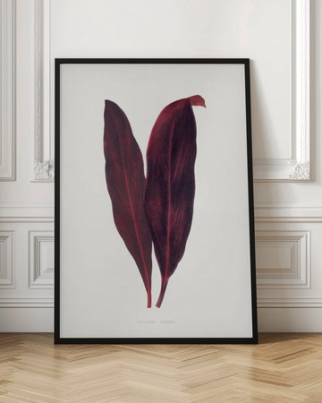 Pink Dracaena Ferrea Leaf Illustration | Poster - Room Interior 1