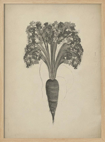 Botanical Carrot Drawing | Poster - Wood Frame Interior