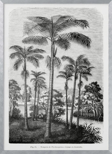 Vintage Palm Tree Drawing Ii | Poster - Silver Frame Interior