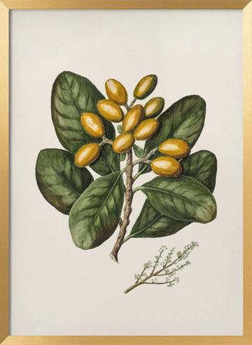 Karaka Drawn By Sarah Featon (1848–1927) | Poster - Gold Frame Interior