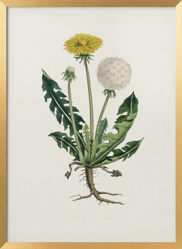 Leontodon Taraxacuma Medical Botany | Poster - Gold Frame Interior
