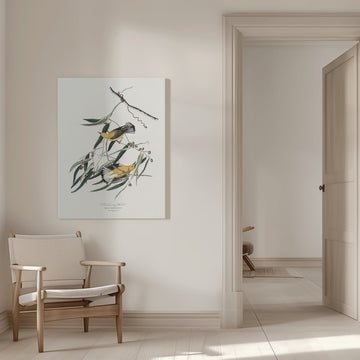 Prothonotary Warbler From Birds of America (1827) | Canvas - Room Interior 1