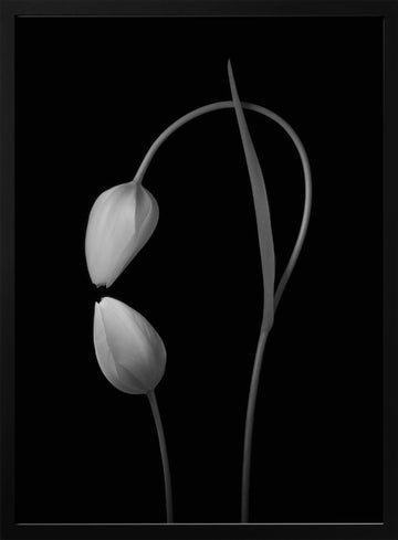 Monochrome Tulip Curves | Poster - Black Metal Frame Interior