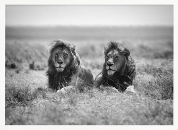 Two Majestic Lions | Poster - White Frame Interior