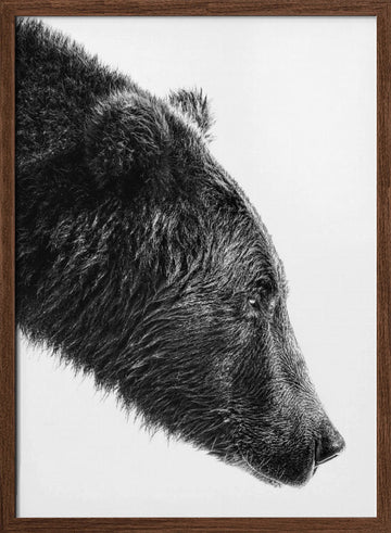 Grizzly Bear Profile | Poster - Walnut Frame Interior
