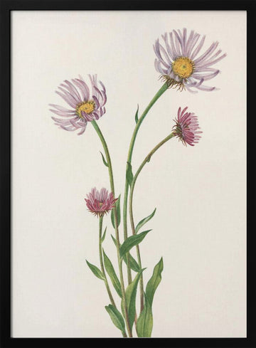 Alaska Fleabane From North American Wildflowers (1925) By Mary Vaux Walcott. | Poster - Black Metal Frame Interior