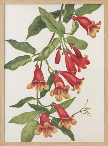 Crossvine From North American Wildflowers (1925) By Mary Vaux Walcott | Poster - Wood Frame Interior