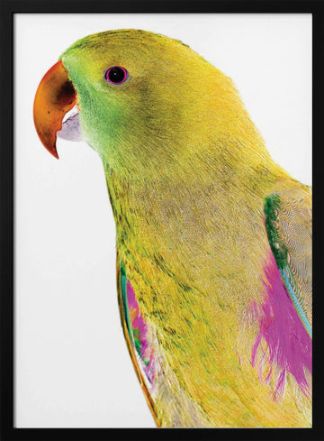 Vibrant Parrot Profile | Poster - Black Metal Frame Interior