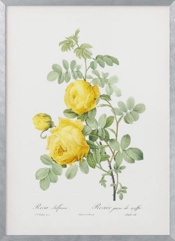 Rosa Hemisphaerica, Les Roses (1817–1824) | Poster - Silver Frame Interior