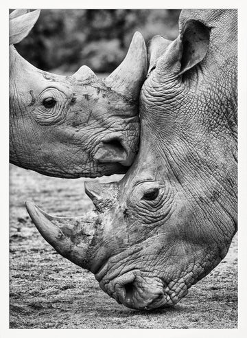 Rhino Tenderness | Poster - White Frame Interior