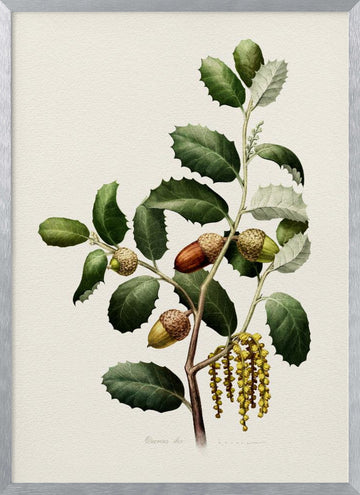 Oak Acorns Botanical | Poster - Silver Frame Interior