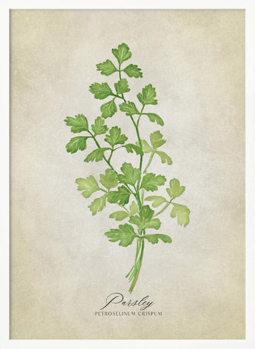 Green Parsley Botanical | Poster - White Frame Interior
