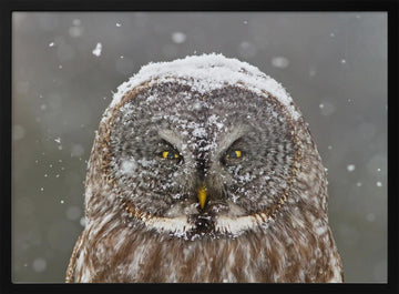 Great Grey Owl Winter | Poster - Black Metal Frame Interior