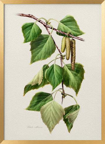 Birch Leaves and Catkins | Poster - Gold Frame Interior
