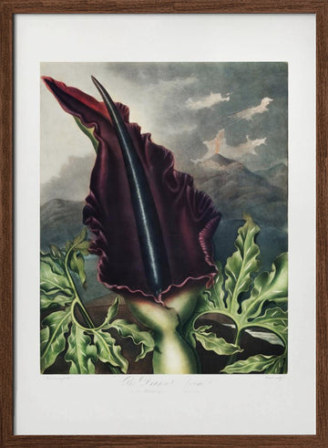 The Dragon Arum from The Temple of Flora (1807) | Poster - Walnut Frame Interior