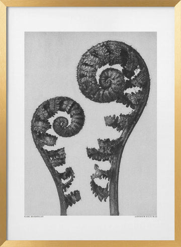 Aspidium Filix Mas | Poster - Gold Frame Interior