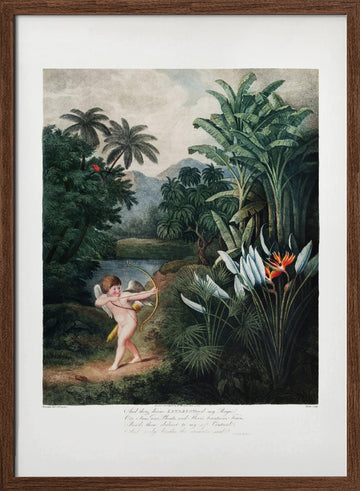 Cupid Inspiring Plants with Love from The Temple of Flora (1807) | Poster - Walnut Frame Interior