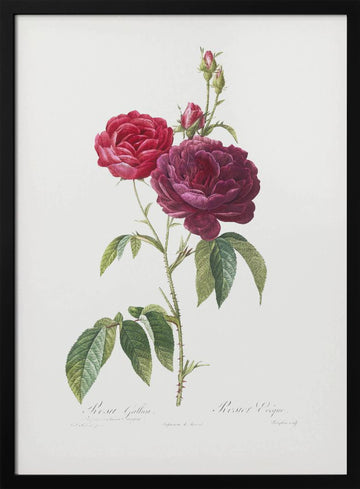 Purple French Rose, Les Roses (1817–1824) | Poster - Black Metal Frame Interior