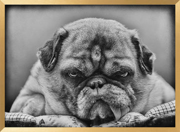 Grumpy Pug Portrait | Poster - Gold Frame Interior