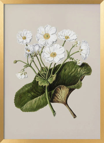 The Mountain Lily Drawn By Sarah Featon (1848–1927) | Poster - Gold Frame Interior