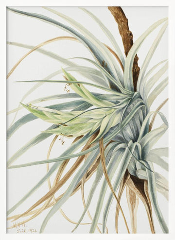Wild Pineapple (1921) | Poster - White Frame Interior
