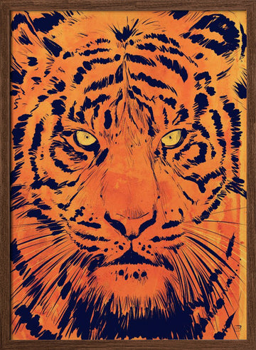 Intense Tiger Gaze | Poster - Walnut Frame Interior