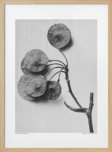 Ptelea Trifoliata | Poster - Wood Frame Interior