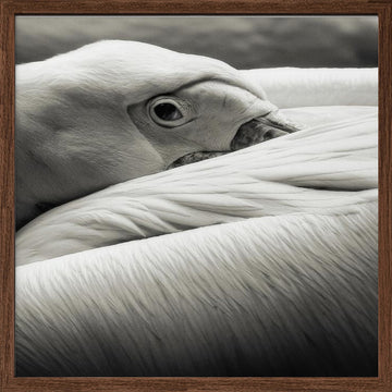 Calm Pelican Close-up | Poster - Walnut Frame Interior